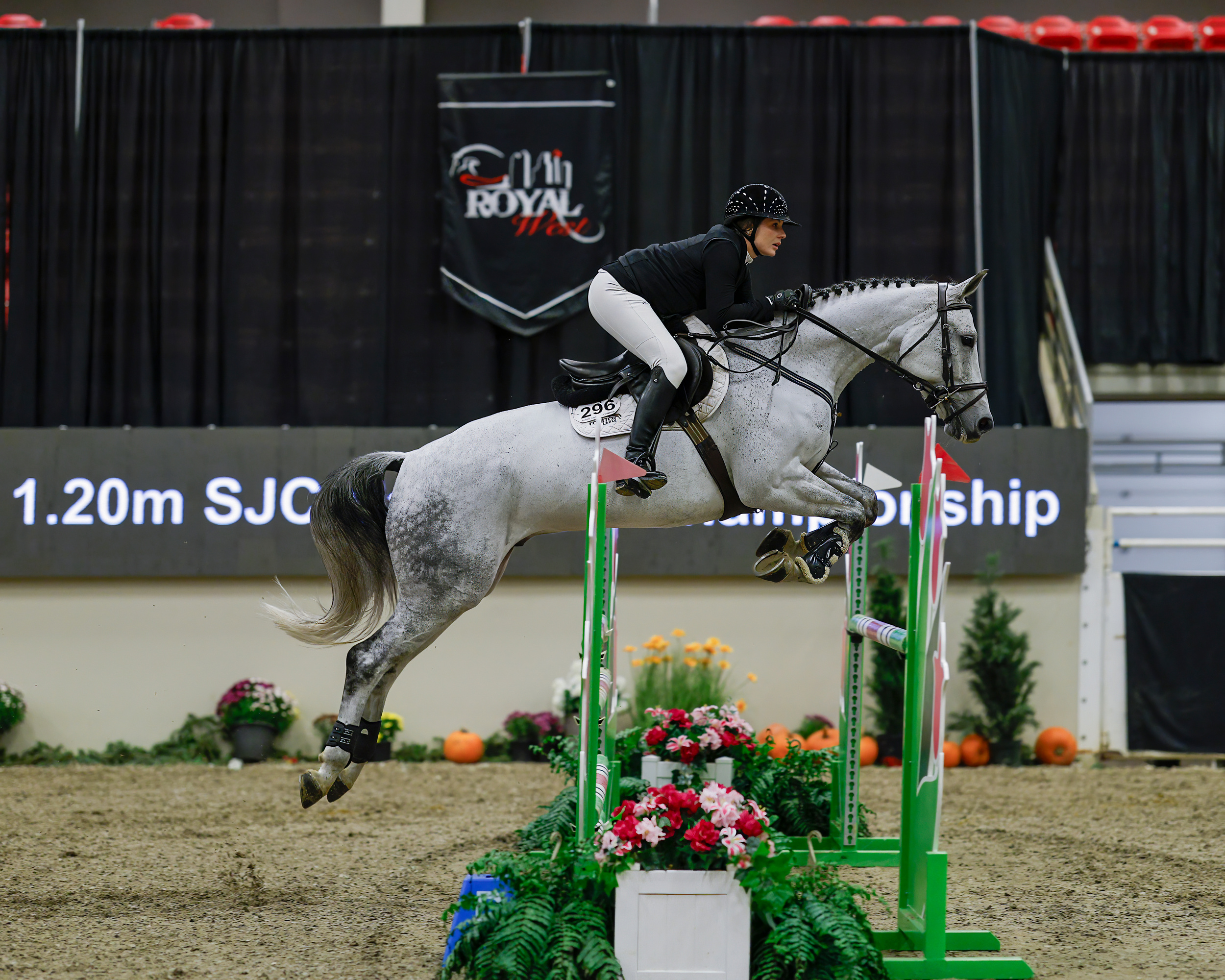 2024 - haylee - 1.20m - royal west - saturday - oct 26th - 10801-zf-8777-43259-1-001-005